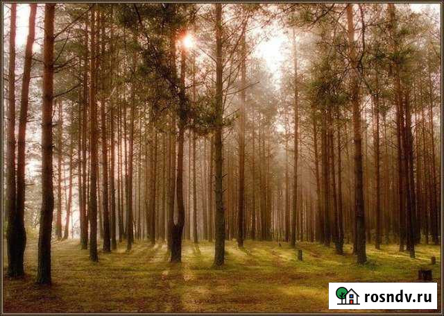 Участок СНТ, ДНП 11 сот. на продажу в Городищах Городищи - изображение 1