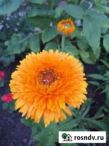 Участок ИЖС 3 сот. на продажу в Горячем Ключе Горячий Ключ - изображение 1