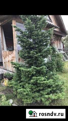 Дача 70 м² на участке 8 сот. на продажу в Барнауле Барнаул - изображение 1