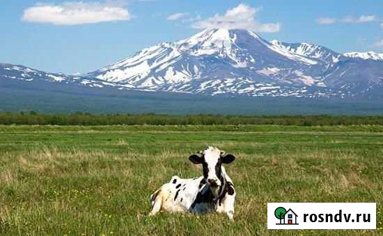 Участок СНТ, ДНП 25 сот. на продажу в Елизово Елизово - изображение 1