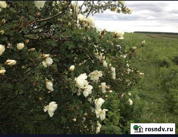 Участок СНТ, ДНП 18 сот. на продажу в Ленинском Ленинский - изображение 1