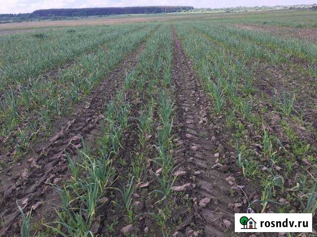 Участок СНТ, ДНП 600 сот. на продажу в Шатуре Шатура - изображение 1