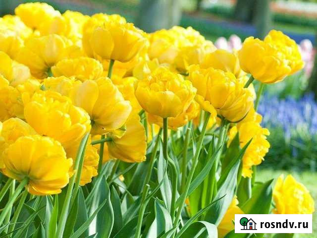 Участок ИЖС 25 сот. на продажу в Армавире Армавир - изображение 1