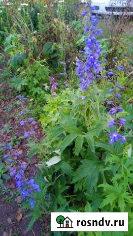 Дача 25 м² на участке 10 сот. на продажу в Свободном Амурской области Свободный - изображение 1