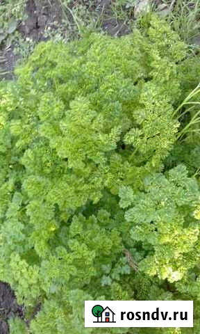 Участок СНТ, ДНП 508 сот. на продажу в Омске Омск - изображение 1