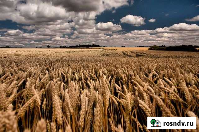 Участок СНТ, ДНП 12450 сот. на продажу в Клинцах Клинцы - изображение 1