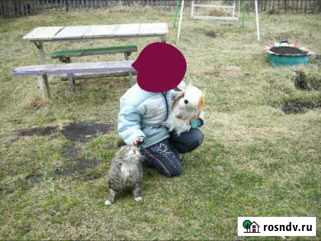 Дача 45 м² на участке 6 сот. на продажу в Мошково Мошково - изображение 1