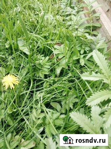 Участок ИЖС 11 сот. на продажу в Электрогорске Электрогорск - изображение 1