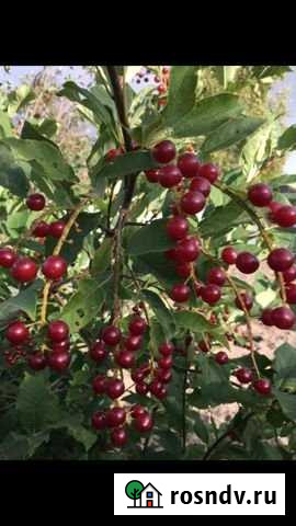 Участок ИЖС 7 сот. на продажу в Нефтеюганске Нефтеюганск - изображение 1