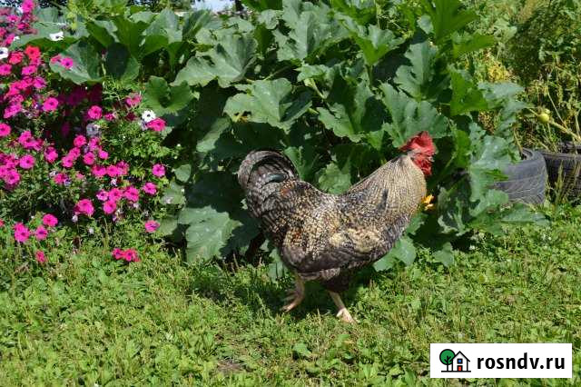 Дача 30 м² на участке 8.4 сот. на продажу в Комсомольске-на-Амуре Комсомольск-на-Амуре - изображение 1