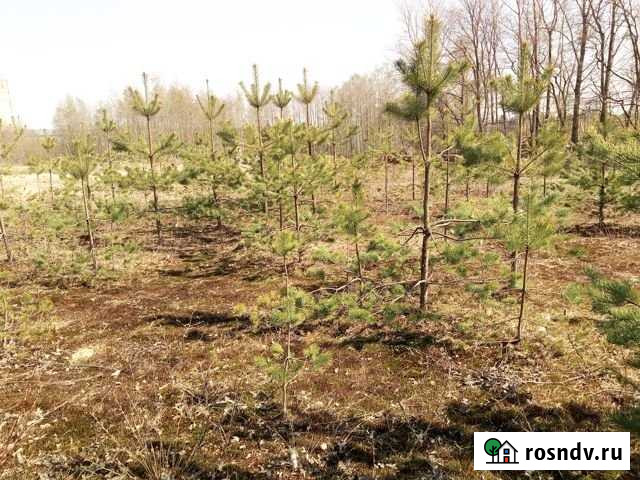 Участок СНТ, ДНП 10 сот. на продажу в Васкелово Васкелово - изображение 1