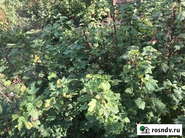 Участок СНТ, ДНП 5 сот. на продажу в Заветном Заветный - изображение 1