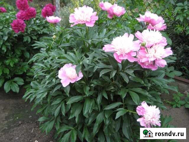 Дача 23 м² на участке 6 сот. на продажу в Новоомском Новоомский - изображение 1