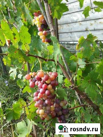 Участок СНТ, ДНП 126 сот. на продажу в Смоленской Смоленская - изображение 1