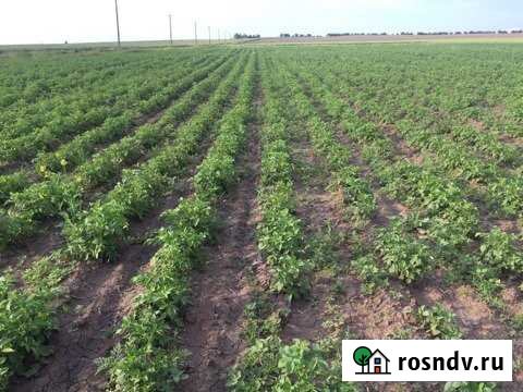 Участок СНТ, ДНП 200 сот. на продажу в Темрюке Темрюк - изображение 1