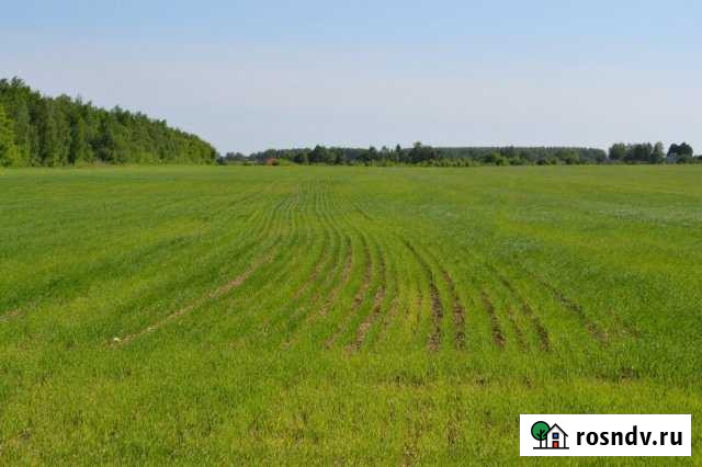 Участок СНТ, ДНП 10 сот. в аренду в Емельяново Емельяново - изображение 1