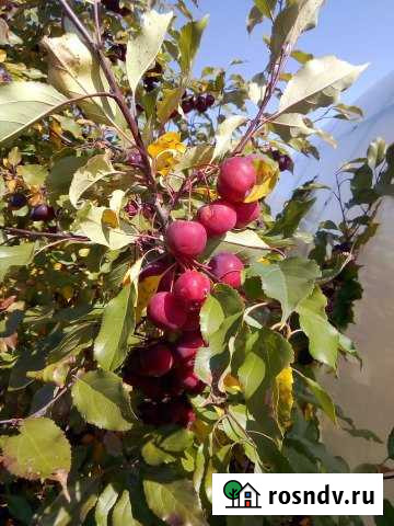 Участок СНТ, ДНП 24 сот. на продажу в Чите Чита - изображение 1