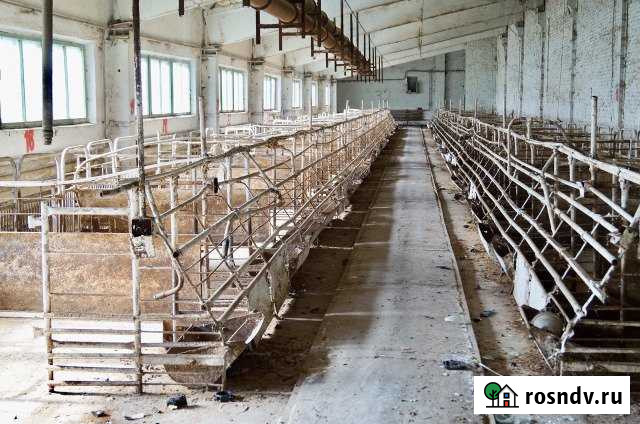 Животноводческая ферма (свинарник) Заречный - изображение 1