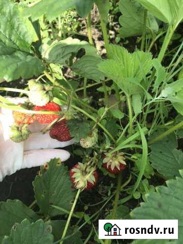 Участок СНТ, ДНП 12 сот. на продажу в Благовещенске Амурской области Благовещенск - изображение 1