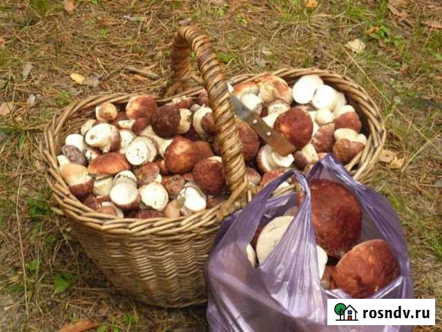 Участок ИЖС 50 сот. на продажу в Мурмино Мурмино - изображение 1