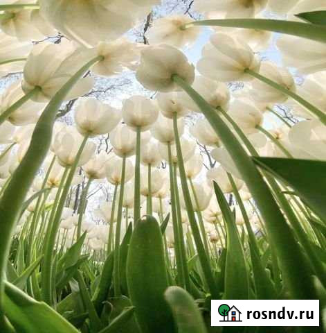 Участок СНТ, ДНП 8 сот. на продажу в Кузнецке Кузнецк - изображение 1