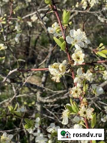 Участок СНТ, ДНП 15 сот. на продажу в Шимске Шимск - изображение 1