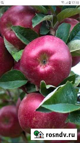 Участок СНТ, ДНП 500 сот. на продажу в Каменномостском Каменномостский - изображение 1