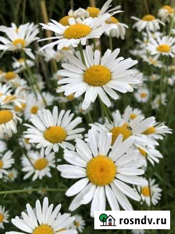 Участок ИЖС 15 сот. на продажу в Тольятти Тольятти - изображение 1