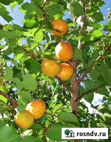 Дача 20 м² на участке 10 сот. на продажу в Курске Курск - изображение 1