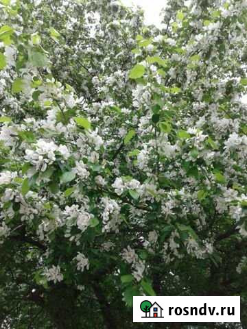 Участок СНТ, ДНП 6 сот. на продажу в Озерске Челябинской области Озерск - изображение 1