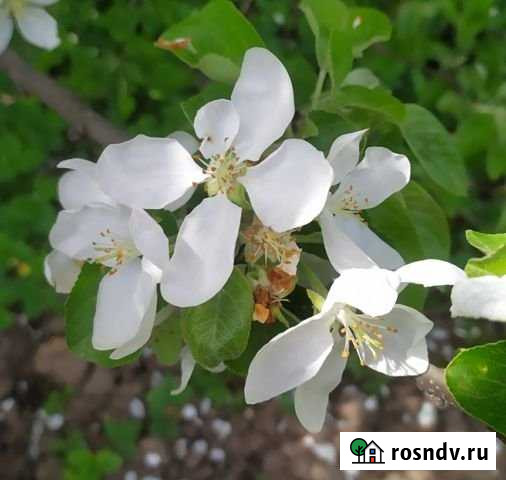 Дача 20 м² на участке 6 сот. на продажу в Нижнекамске Нижнекамск - изображение 1