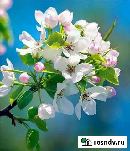 Участок СНТ, ДНП 10 сот. на продажу в Новокуйбышевске Новокуйбышевск - изображение 1