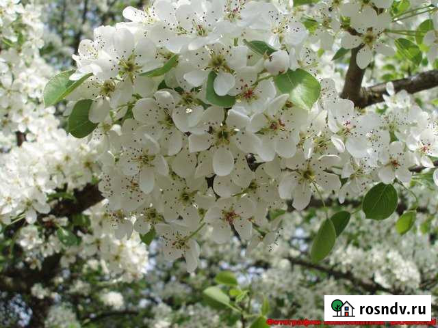 Дача 20 м² на участке 4 сот. на продажу в Тольятти Тольятти - изображение 1