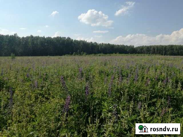 Участок СНТ, ДНП 205 сот. на продажу в Петушках Петушки - изображение 1