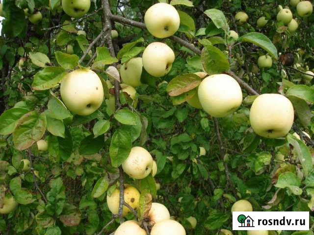 Дом 62 м² на участке 24 сот. на продажу в Медыни Медынь - изображение 1