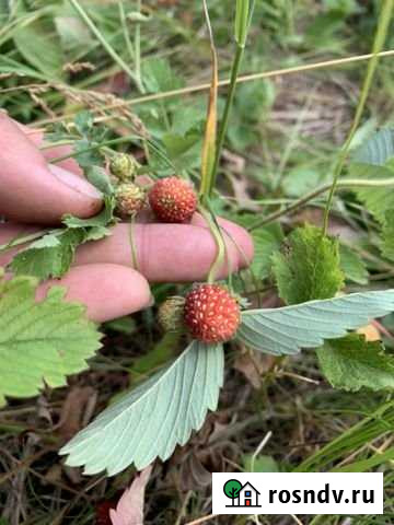 Участок ИЖС 15 сот. на продажу в Ясногорском Ясногорский - изображение 1