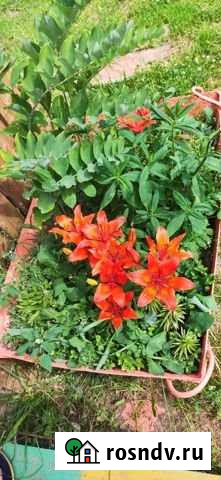 Дом 70 м² на участке 31 сот. на продажу в Никольске Вологодской области Никольск - изображение 1