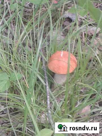 Участок ИЖС 15 сот. на продажу в Емельяново Емельяново - изображение 1