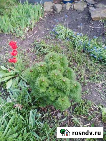 Дача 36 м² на участке 15 сот. на продажу в Старом Осколе Старый Оскол - изображение 1