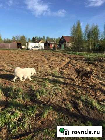 Участок СНТ, ДНП 5 сот. на продажу в Шишкине Лесе Шишкин Лес - изображение 1