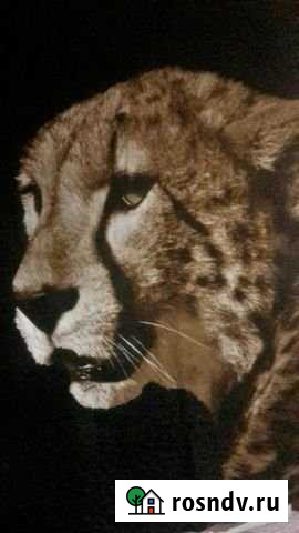 Комната 30 м² в 2-ком. кв., 6/17 эт. в аренду на длительный срок в Домодедово Домодедово - изображение 1