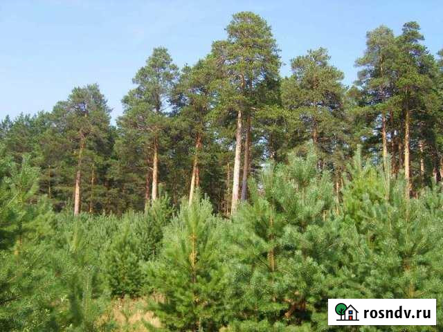 Участок ИЖС 15 сот. на продажу в Бакалах Бакалы - изображение 1