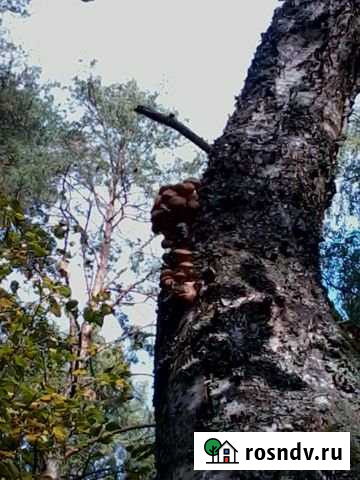 Участок ИЖС 14 сот. на продажу в Павловском Посаде Павловский Посад - изображение 1