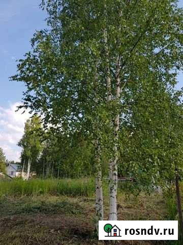 Участок СНТ, ДНП 6 сот. на продажу в Дмитрове Дмитров - изображение 1