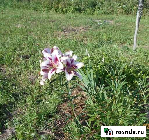 Участок ИЖС 16 сот. на продажу в Линде Линда - изображение 1