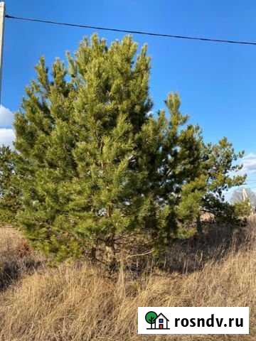 Участок СНТ, ДНП 12 сот. на продажу в Заокском Заокский - изображение 1