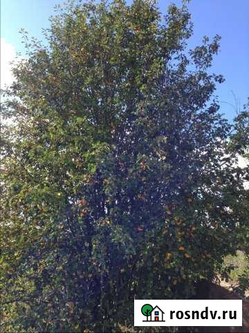 Участок СНТ, ДНП 4 сот. на продажу в Соликамске Соликамск - изображение 1