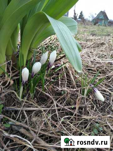 Дача 20 м² на участке 6 сот. на продажу в Ленинском Ленинский - изображение 1