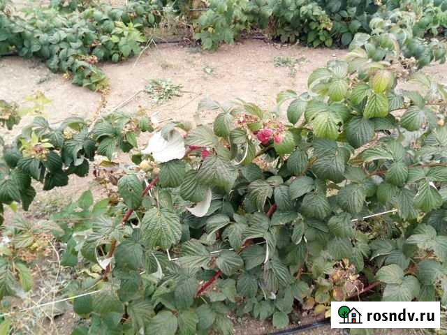 Участок СНТ, ДНП 300 сот. на продажу в Бахчисарае Бахчисарай - изображение 1