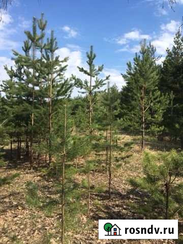 Участок СНТ, ДНП 17 сот. на продажу в Красном Гуляе Красный Гуляй - изображение 1